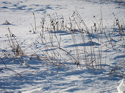 prairie under snow