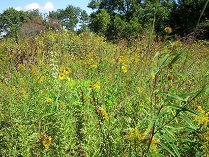 prairie-in-fall