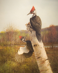 Pileated-woodpecker-by-Owen-Gromme 2