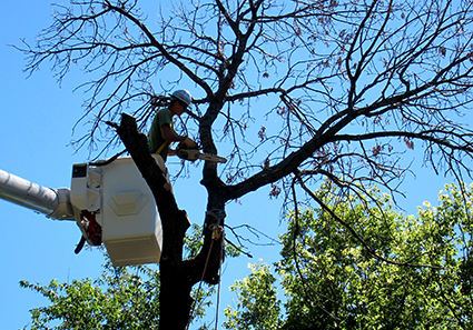 Tree-Care-Specialists