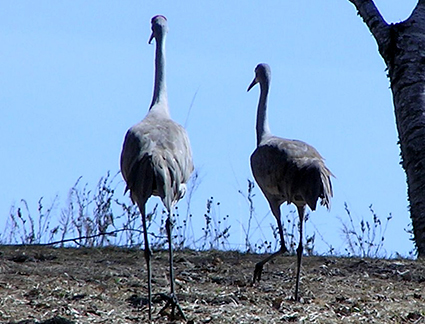 Sandhill-cranes