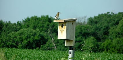eastern bluebird carrying nesting material